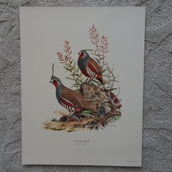 Field & Stream's Portfolio of Game Birds Painted by Ned Smith Limited Edition - Picture 5 of 16